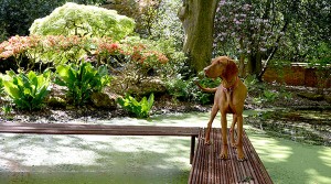 Ginger tries the rusty steel bridge